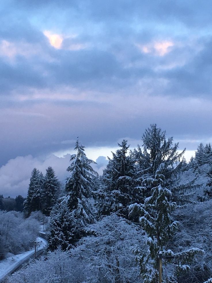 snow covered trees and road in the distance