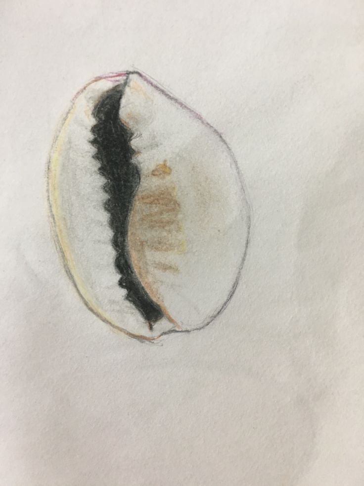 a drawing of a shell on white paper