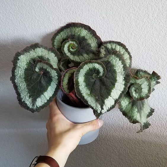 a hand holding a potted plant with green leaves