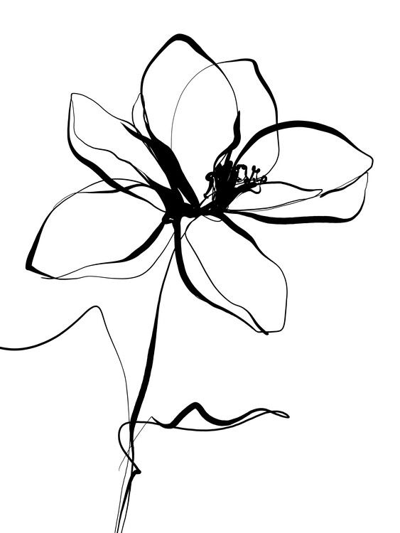 a black and white drawing of a flower on a white background, with the petals still attached