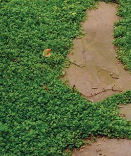 an aerial view of green grass and dirt