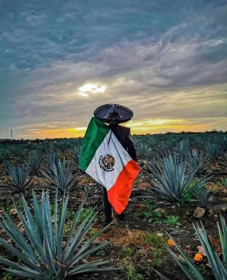 a mexican flag in the middle of a pineapple field with an orange, white and green stripe