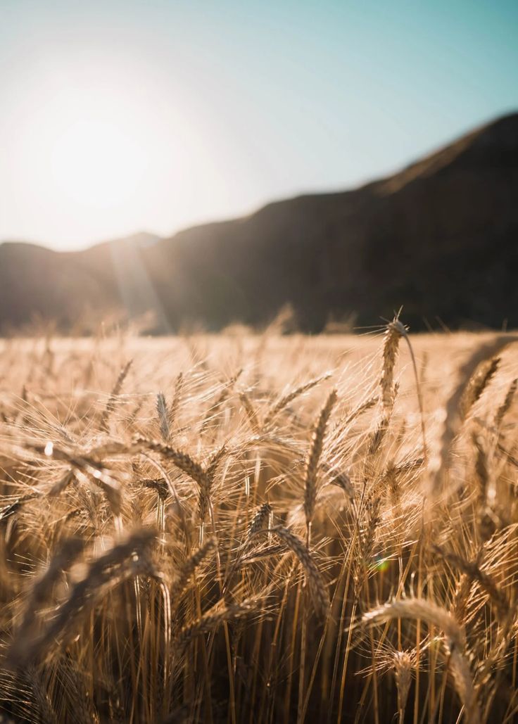 the sun shines brightly over a field of ripening wheat on a sunny day