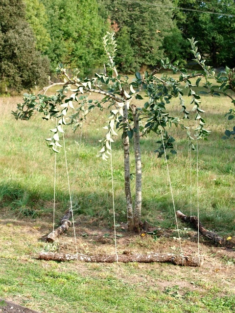 a small tree in the middle of a field