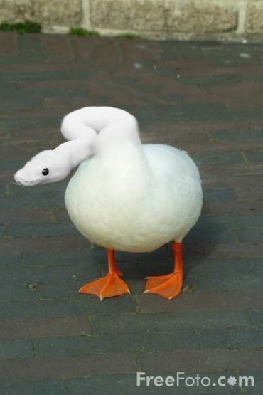 a white duck with an orange beak and legs