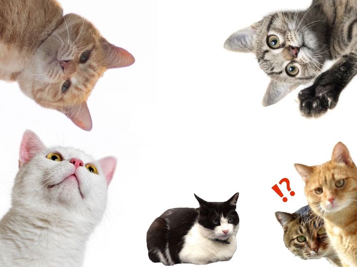 four cats looking up at the camera with question marks in front of their heads and eyes