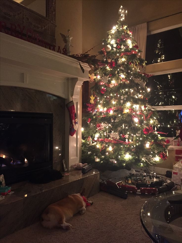 a living room with a christmas tree in the corner and a dog sleeping on the floor