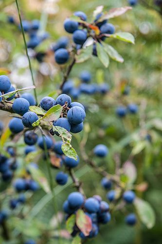 some blue berries are growing on the tree