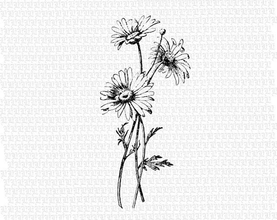 a black and white drawing of three daisies