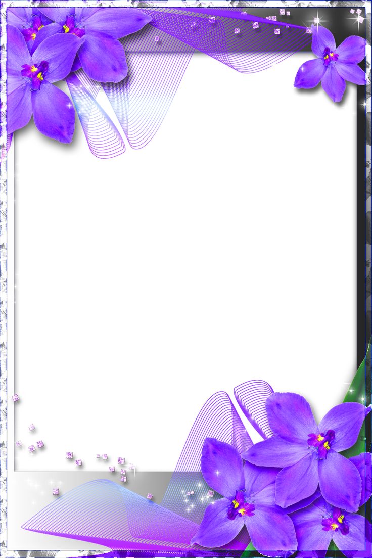 purple flowers are in front of a white background