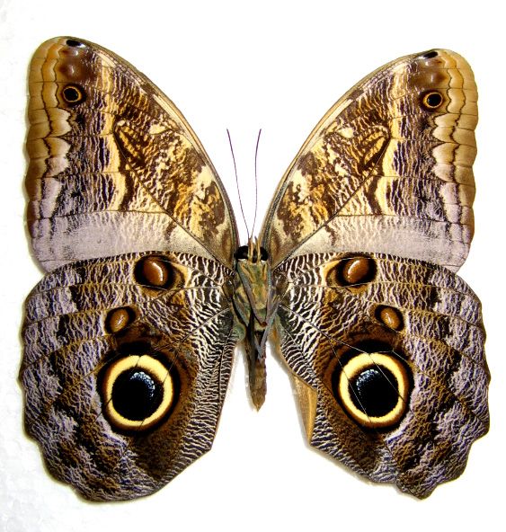 a close up of a butterfly on a white background