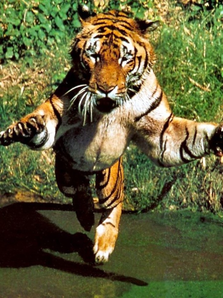 a tiger is running in the grass with its paws out and it's eyes open