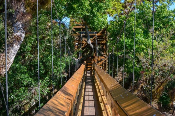 a wooden bridge surrounded by lots of trees