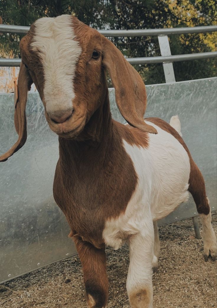 a brown and white goat standing next to a metal fence