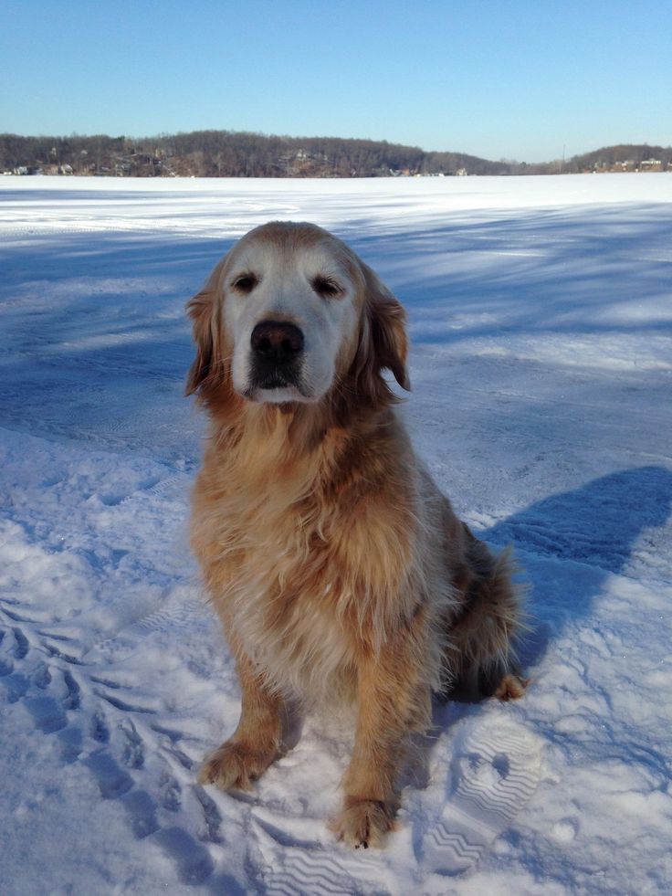 a large brown dog sitting in the snow