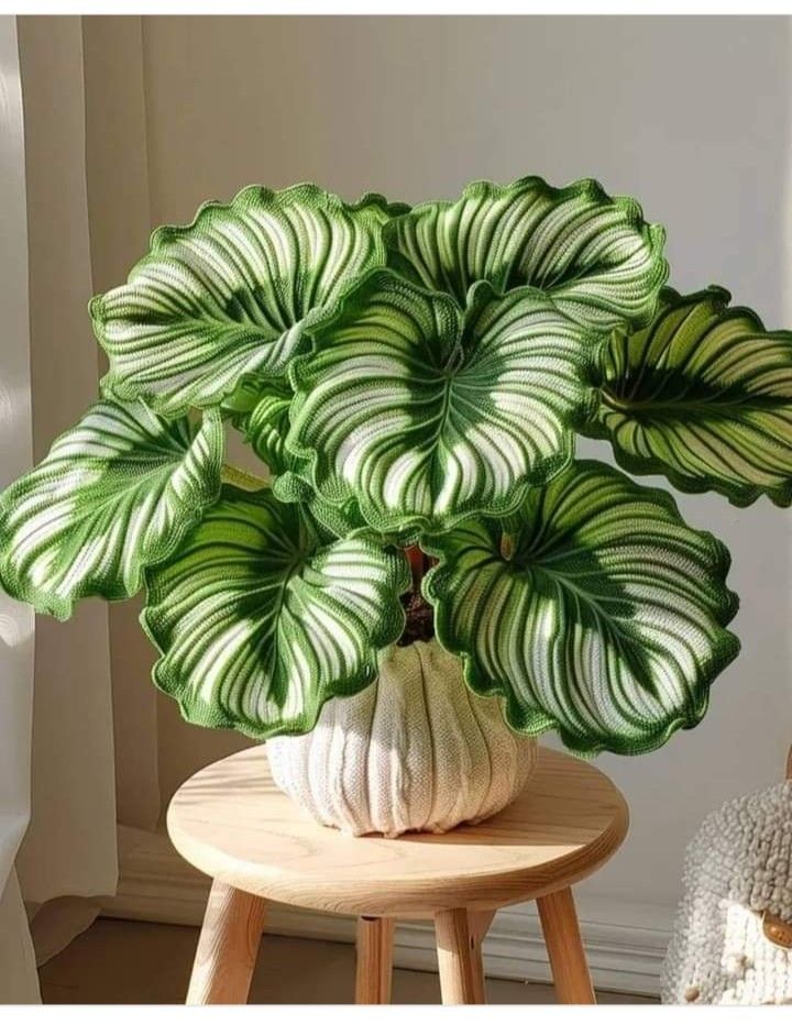 a large green and white plant sitting on top of a wooden table next to a window