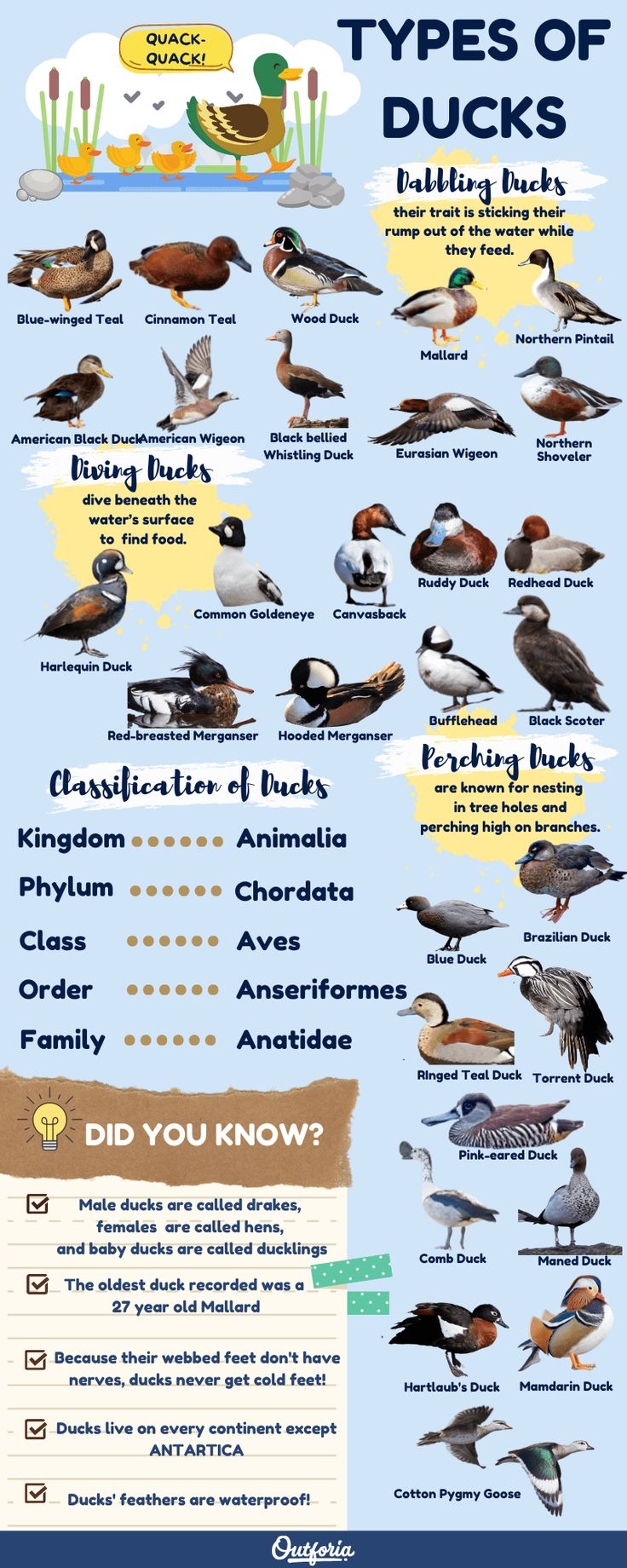 30 Different Types of Ducks that Will Surely Impress | Types of ducks ...