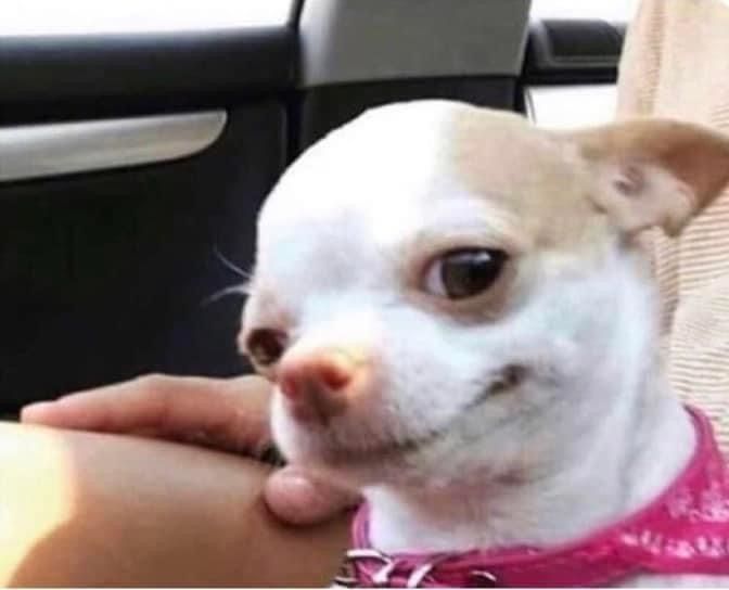 a small white dog wearing a pink collar