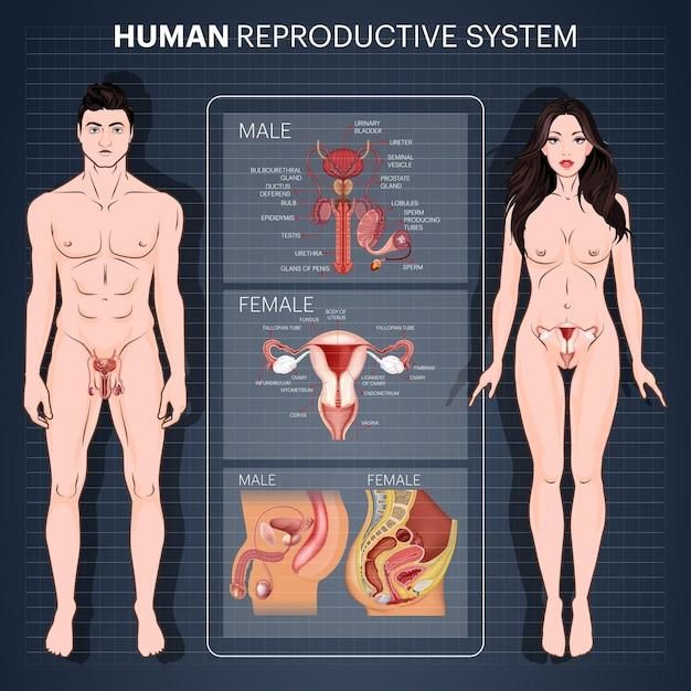 the human reproductional system includes male and female body parts, including utensils