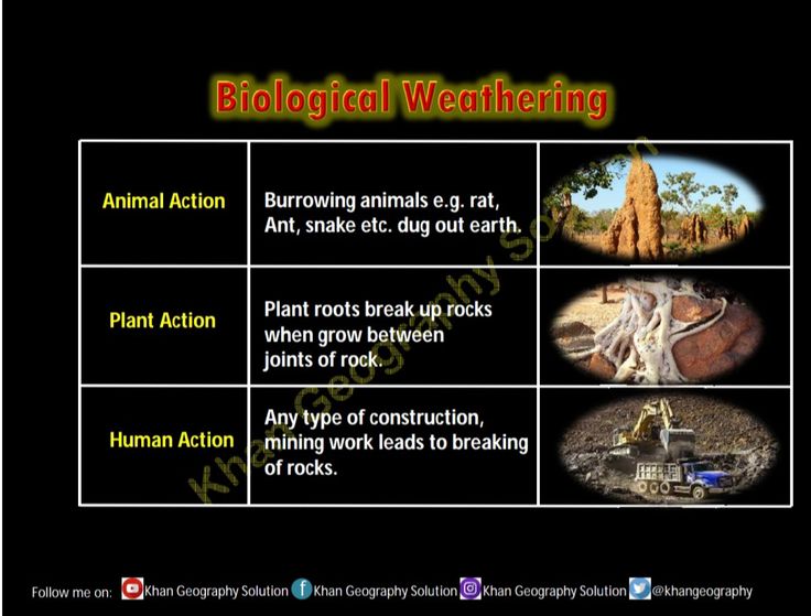 an image of different types of plants and animals in the earth's climate zones