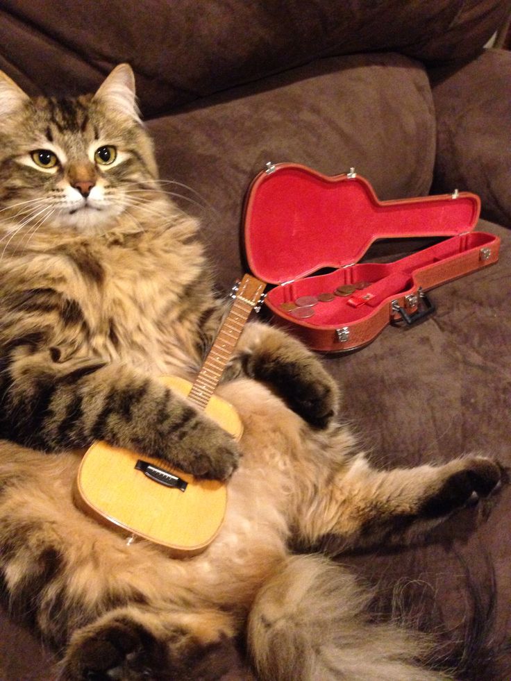 a cat laying on top of a couch with a guitar in its lap and an open case behind it