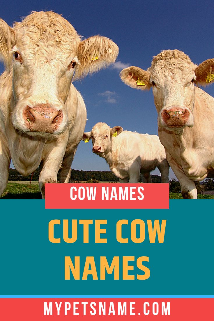 three cows standing next to each other with the words cute cow names in front of them