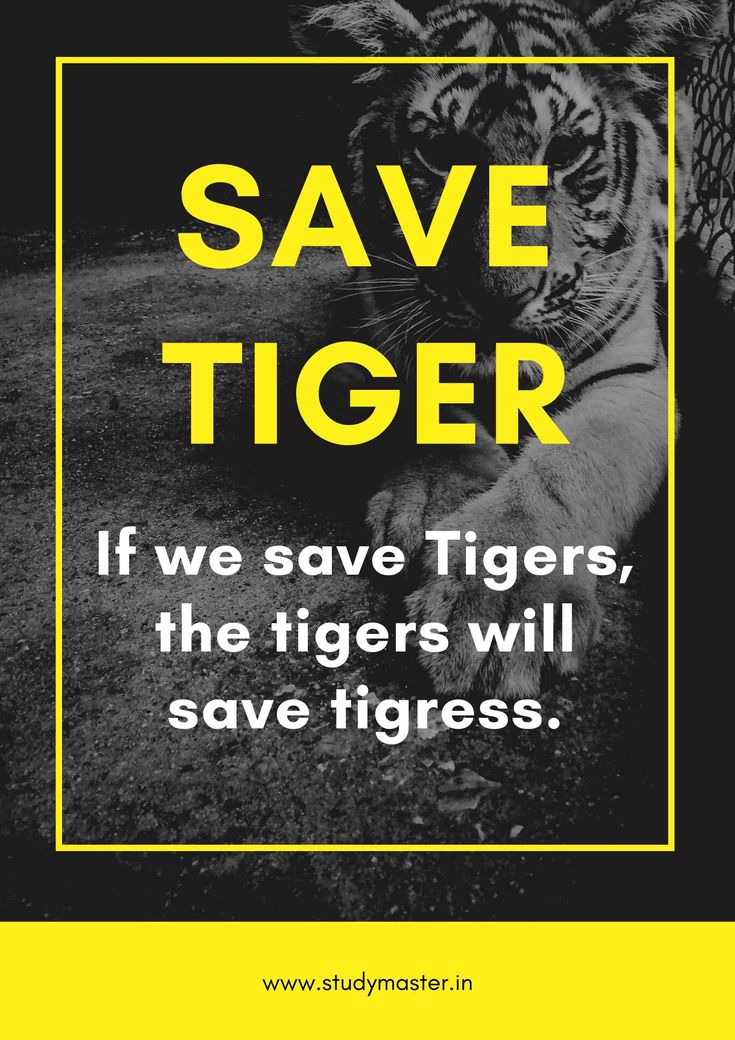 a black and white photo with the words save tiger if we save tigers, the tigers will save tigres