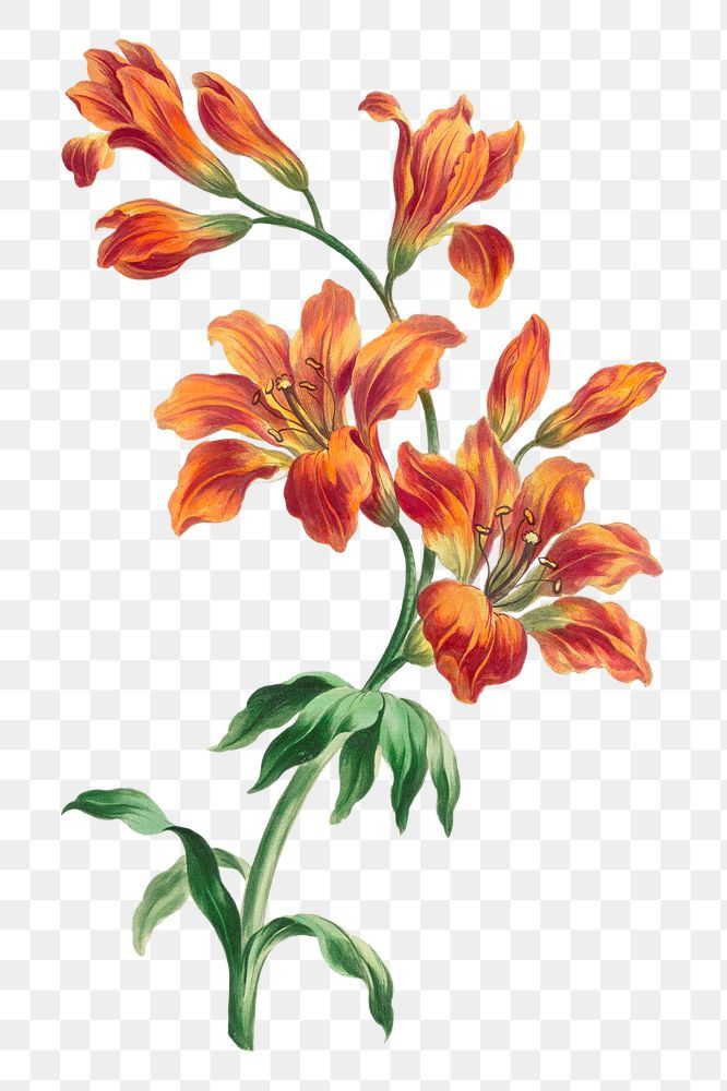 Orange Flowers Illustration, Orange Day Lily Tattoo, Orange Lily Tattoo, Orange Floral Background, Flower Illustration Design, Botanic Flowers, Flower Illustration Art, Orange Prints, Flower Digital Art