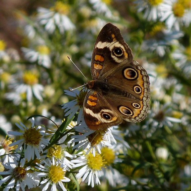 a butterfly sitting on top of a white flower