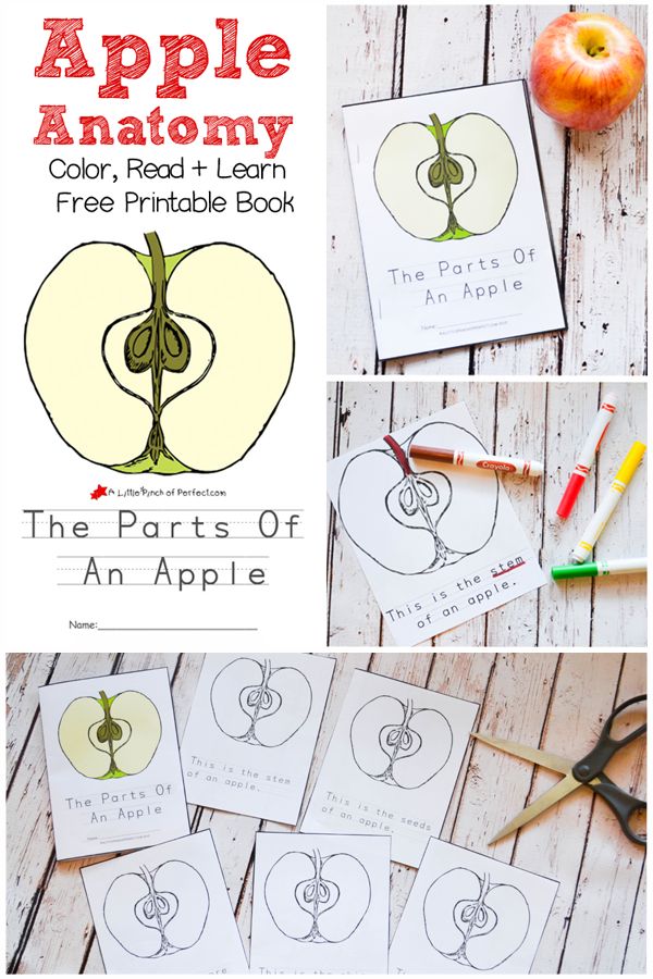 the parts of an apple activity book for kids to color, read and learn with apples