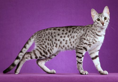 a cat standing on top of a purple surface