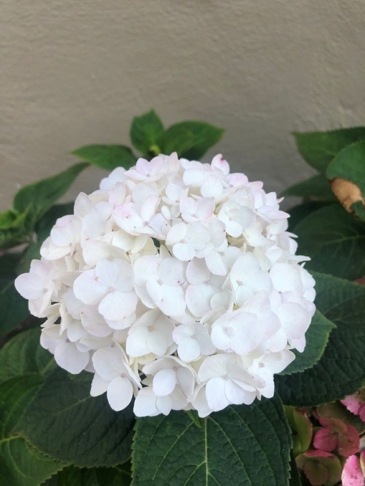 a white flower with green leaves in front of a wall