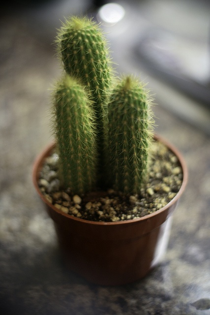 a small green cactus in a brown pot