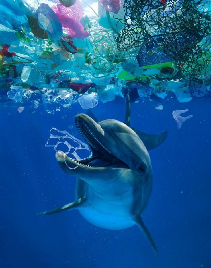 The Best Way to Deal With Ocean Trash | Common bottlenose dolphin ...