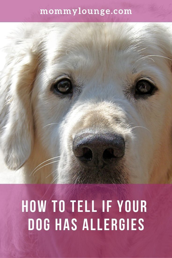 How to Tell if Your Dog Has Allergies - #dogallergies #pets ~Mommy ...