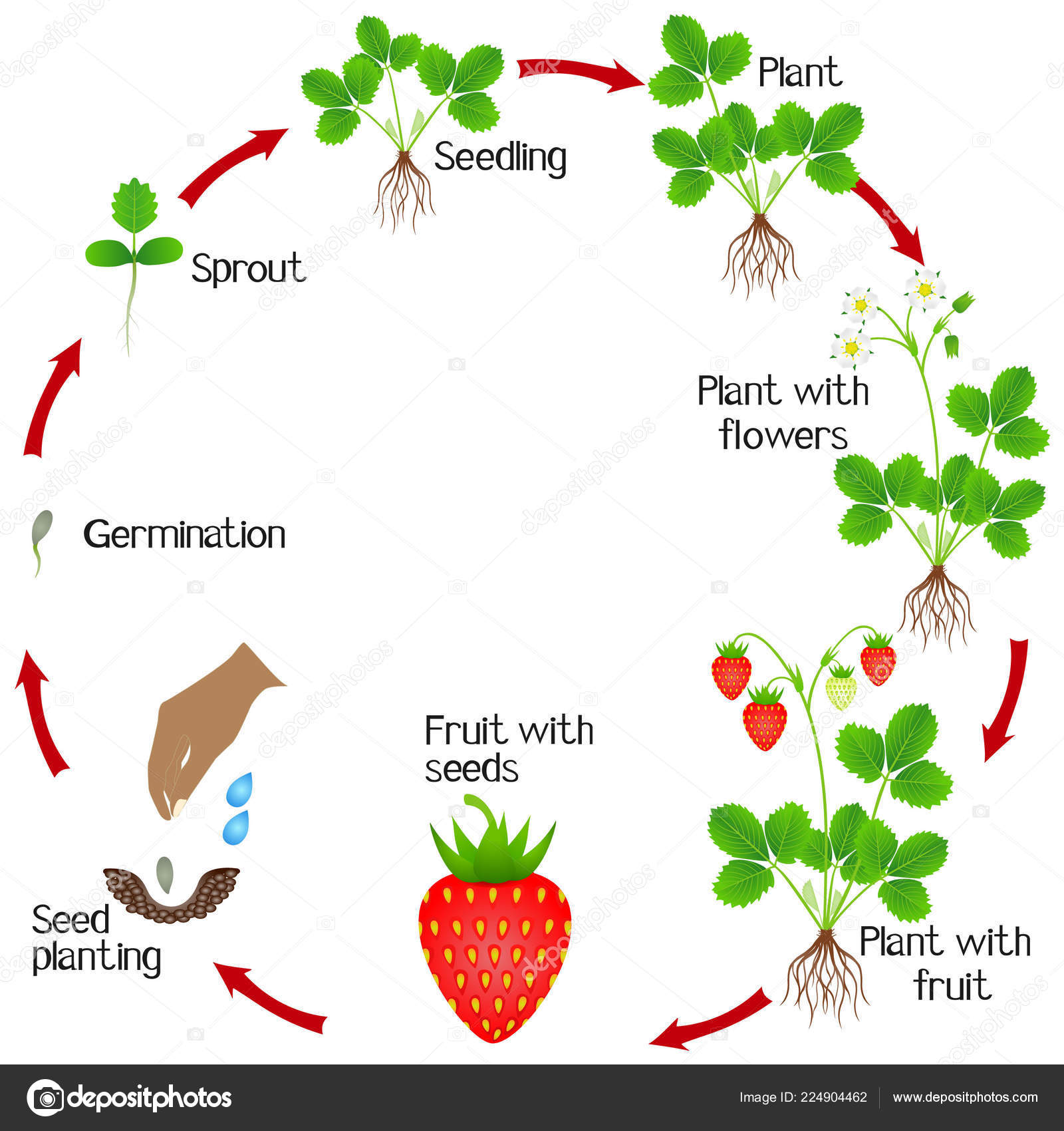 Growing Plants Cycle - Okejely Garden Plant