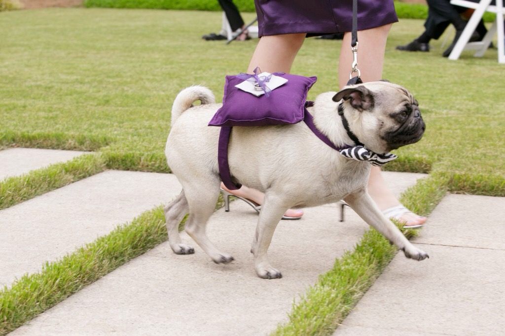 35+ Dog wedding attire ring bearer ideas in 2021 