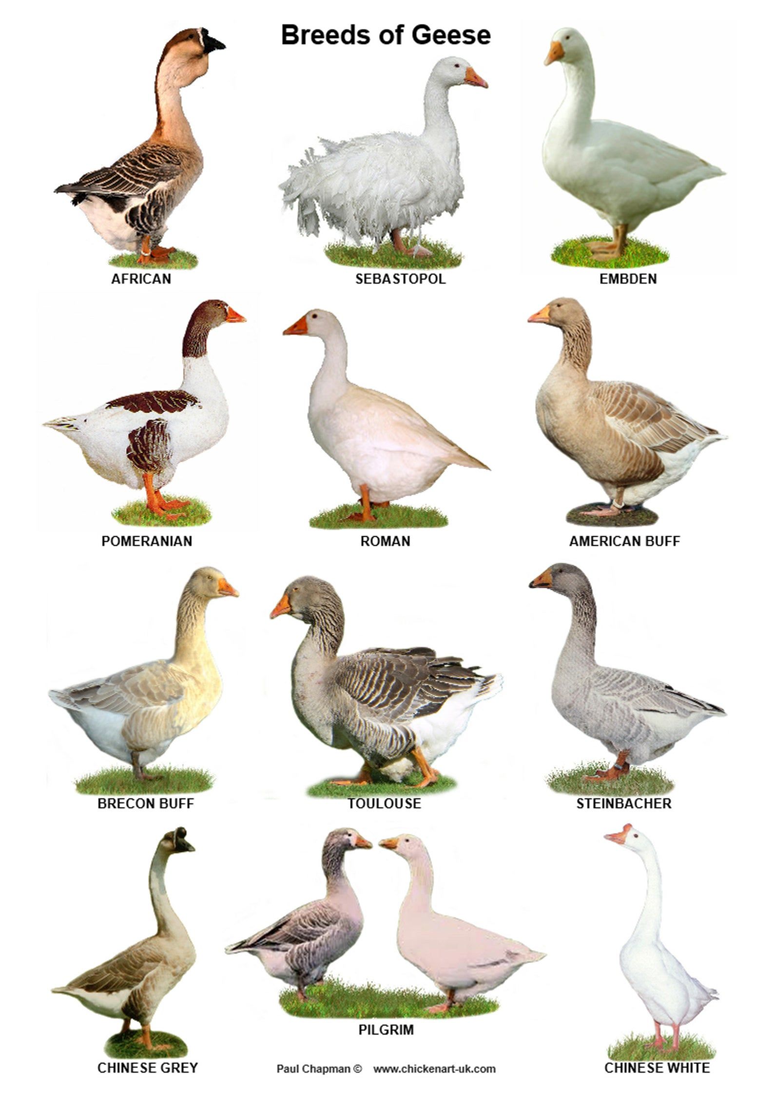 A4 Posters. Breeds of Poultry Ducks Geese and Turkeys - Etsy UK | Bird ...