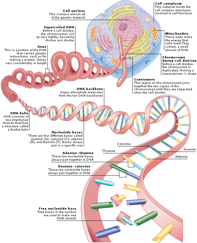 Dna Structure Presentation Genetics - Riset