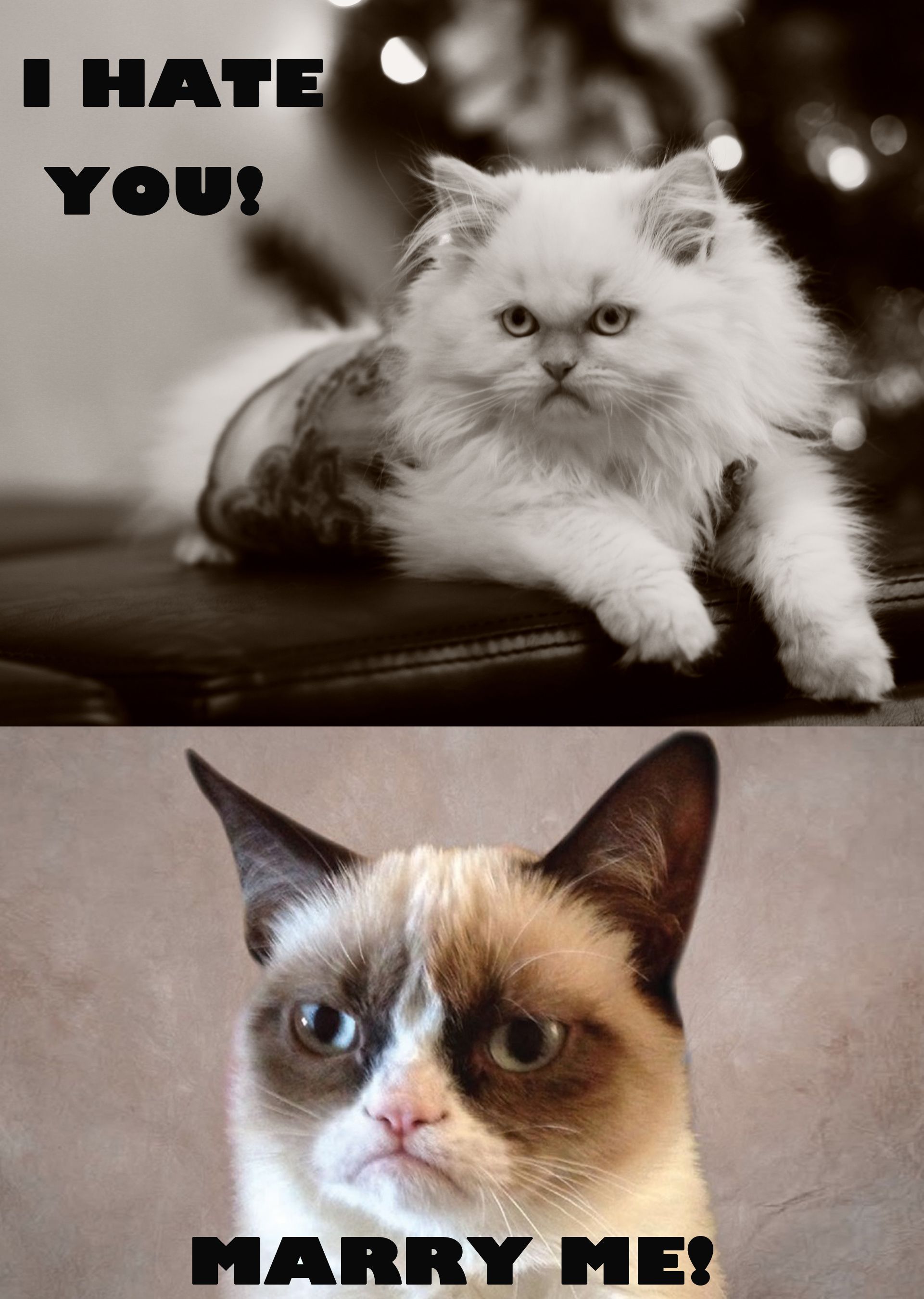 Pin on Angry/grumpy cat!!