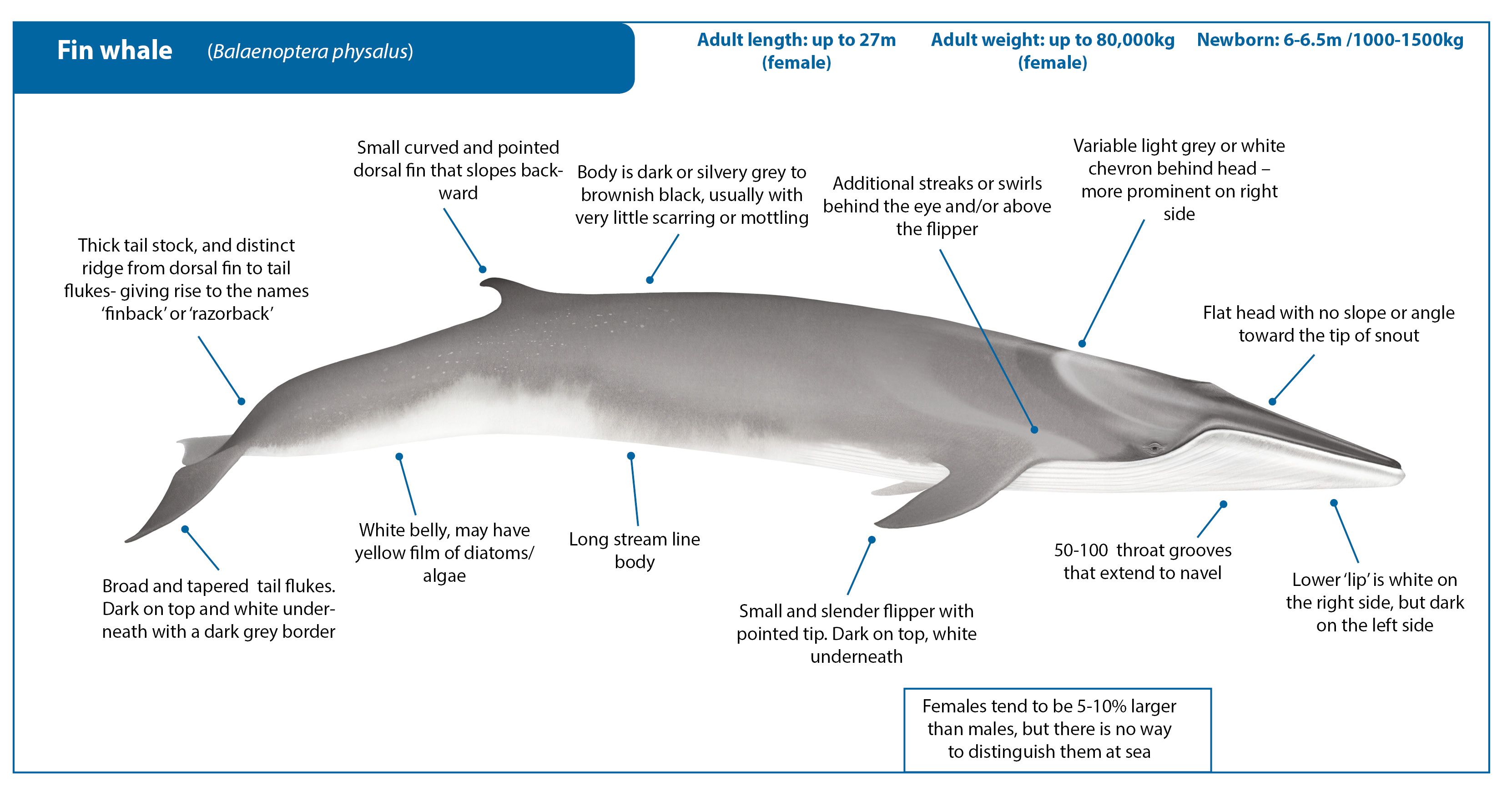 Fin Whale | Whale Watching Handbook