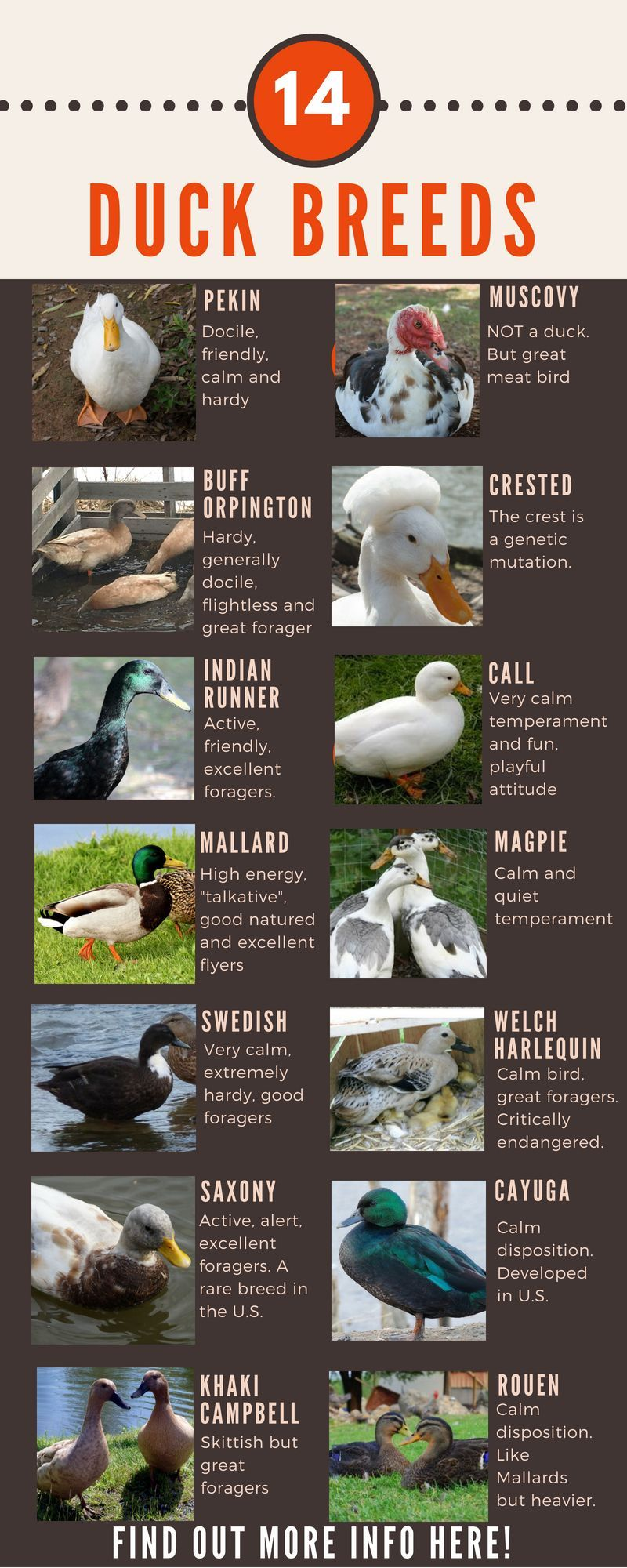 North American Duck Identification Chart