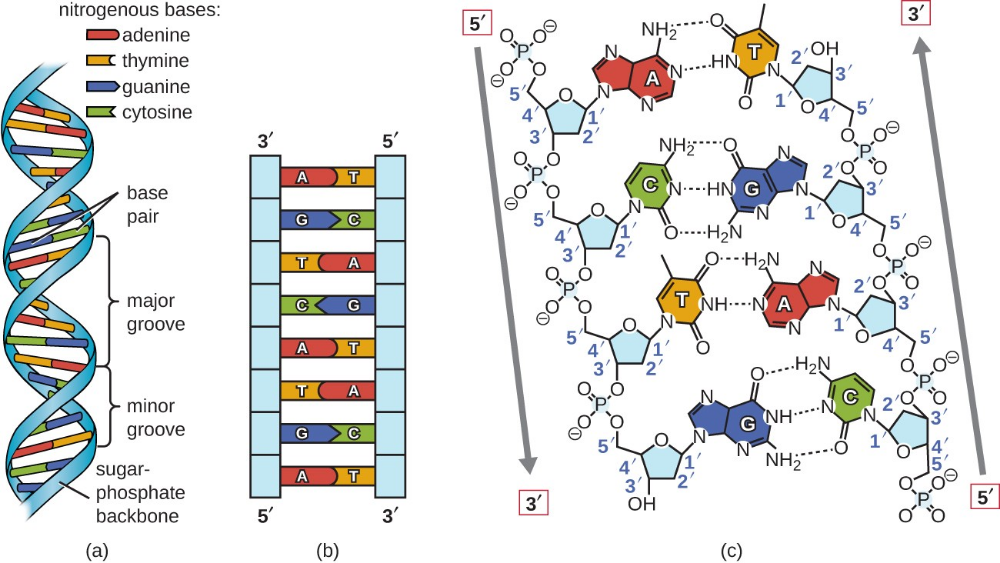 Dna Molecule, Biology Stem, Molecular Biology, Nucleic Acid Structure ...