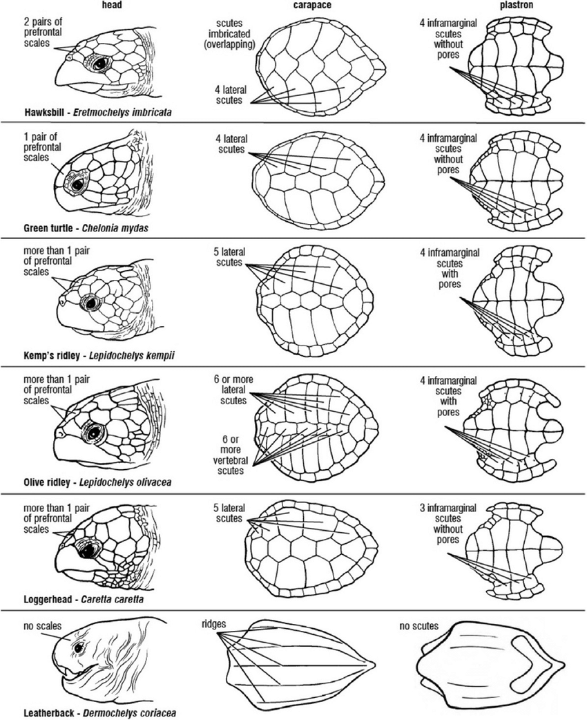 Scute patterns and shell morphology of the 7 sea turtle species ...