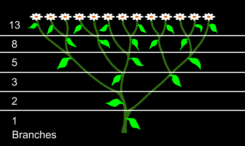 In Mathematics The Fibonacci Sequence Is 0 1 1 2 3 5 8 13 Each Number The Sum Of The Previous Two Fibonacci Fibonacci Sequence Fibonacci In Nature