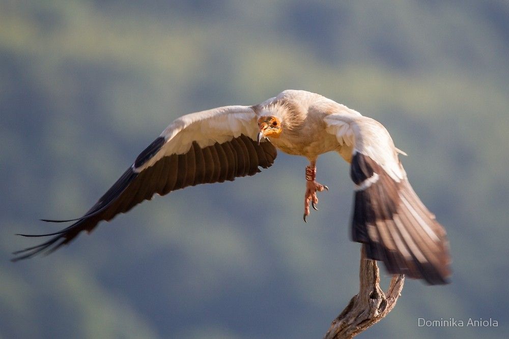 Egyptian Vulture in flight by Dominika Aniola Bird Photography ...