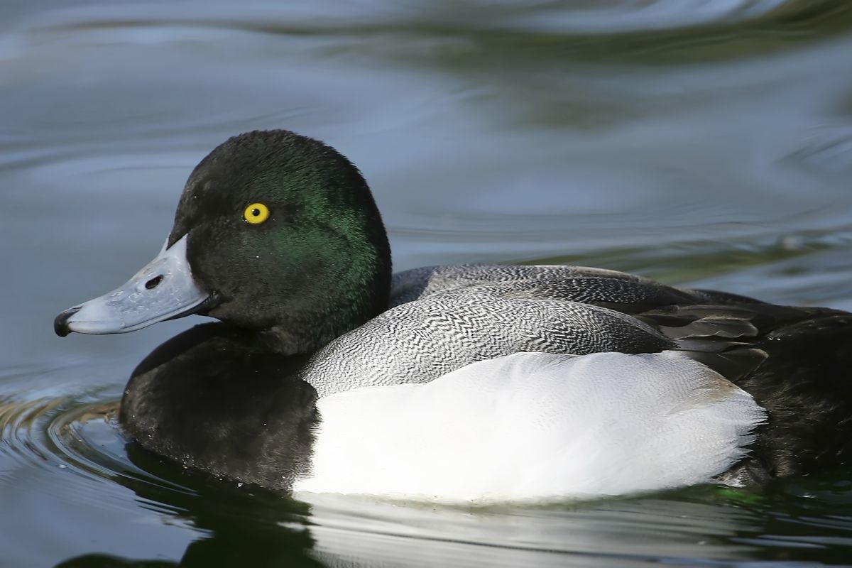 Alaska Duck Identification Guide