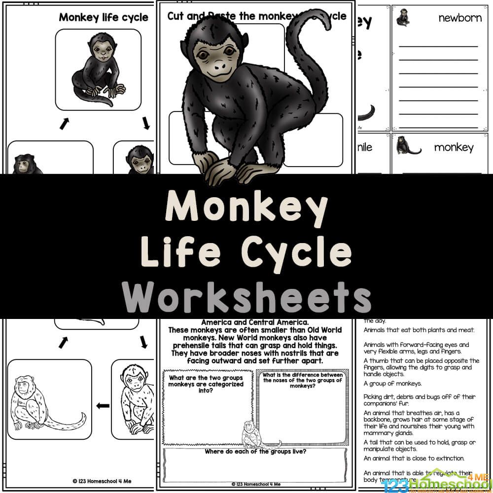 FREE Printable Monkey Life Cycle Worksheets for Kids in 2024 | 123 ...