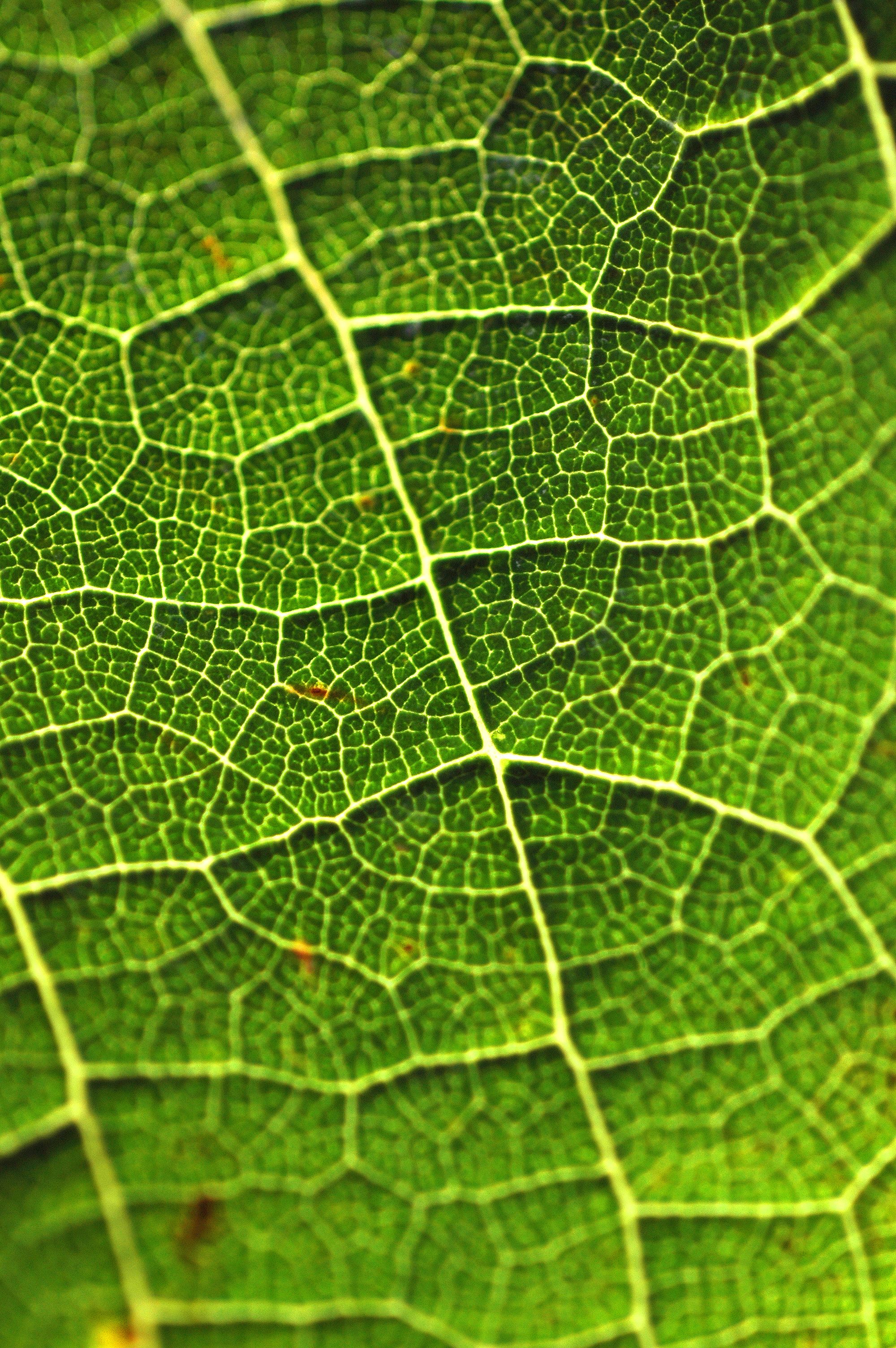 zoom sur la feuille de vigne c jb nadeau | Feuille de vigne, Feuille ...