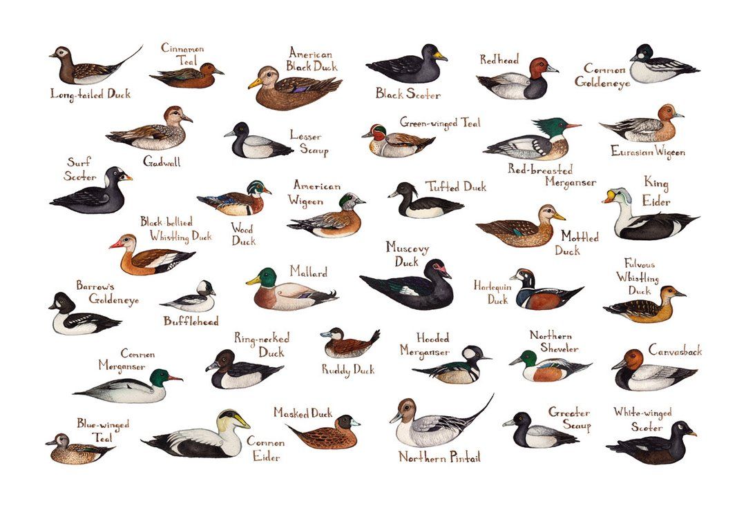 Breeds Identifier Duckling Identification Chart